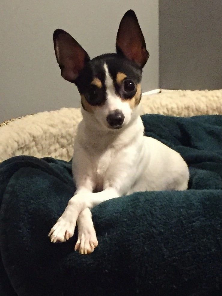 Mini Foxie Terrier Cross Chihuahua Puppies For Sale 2024 littlehomeblessings